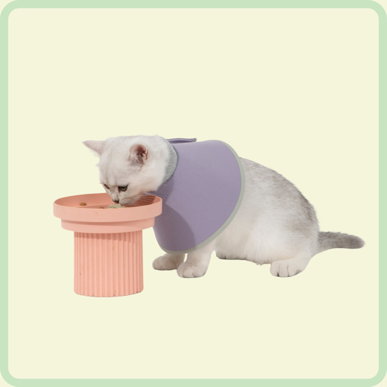 protective pet cone collar