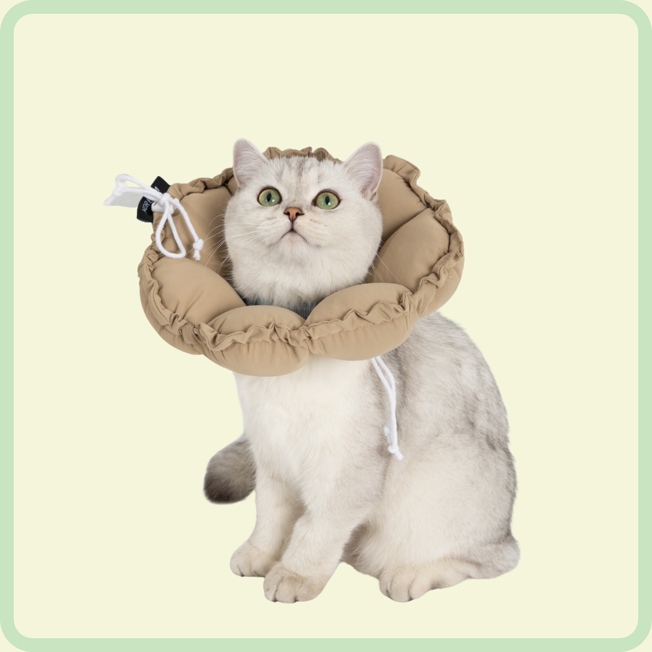 flower pet recovery collar 