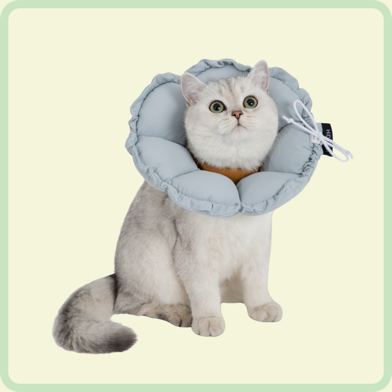 flower pet recovery collar 