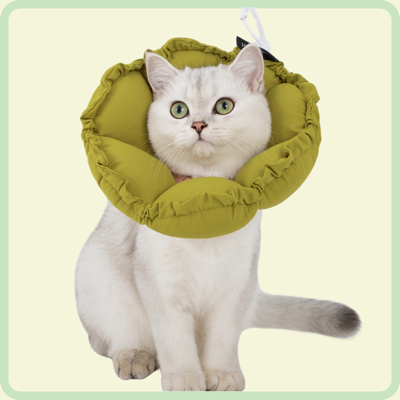 flower pet recovery collar 