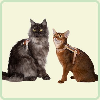 Vally L-vormig kattenharnas 