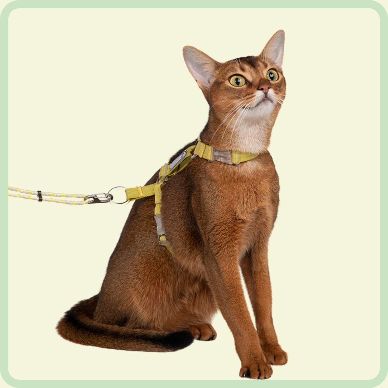 kattentuigje en riem 