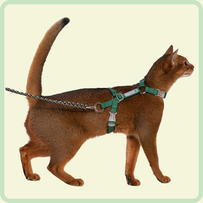 Kattentuigje en riem 