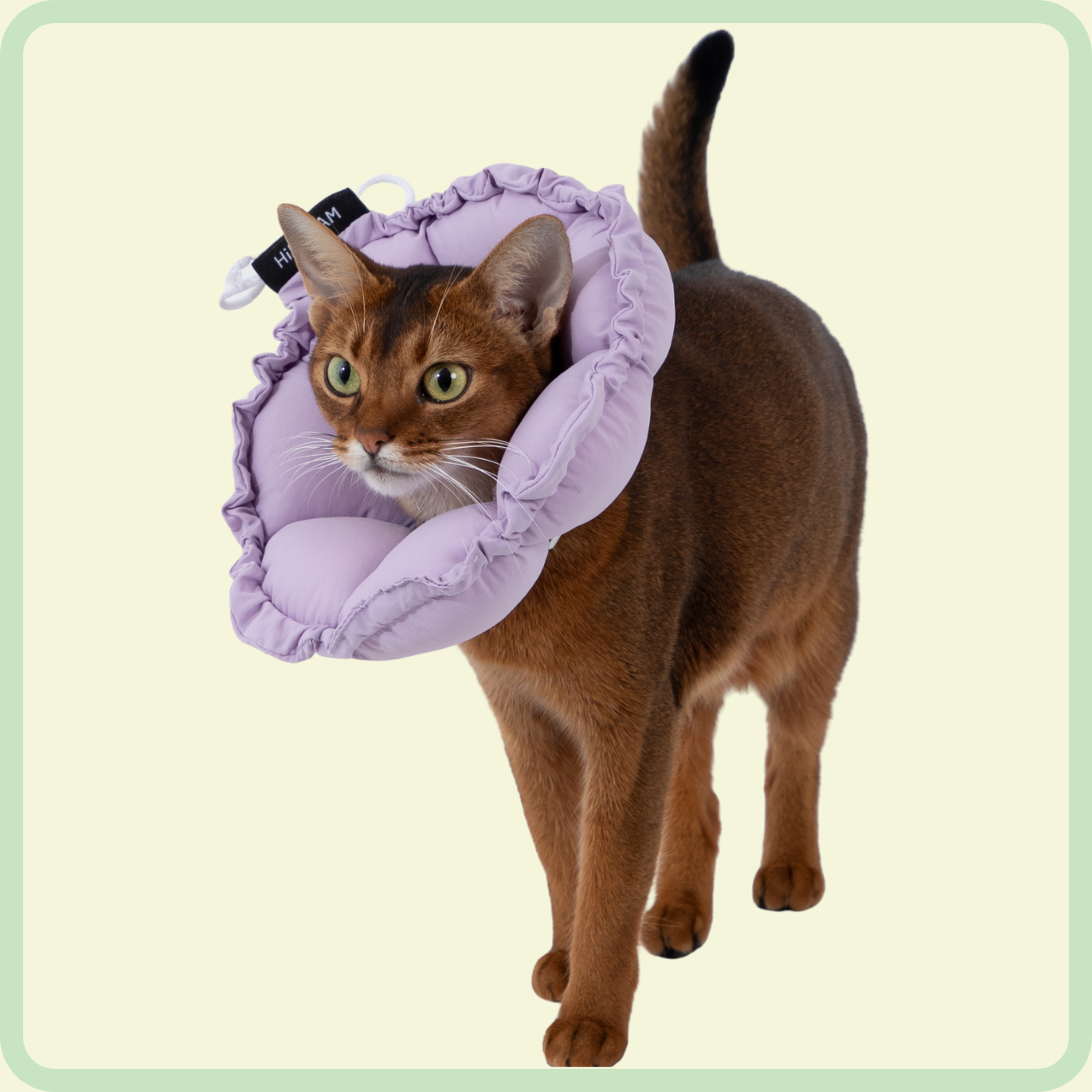 flower pet recovery collar 