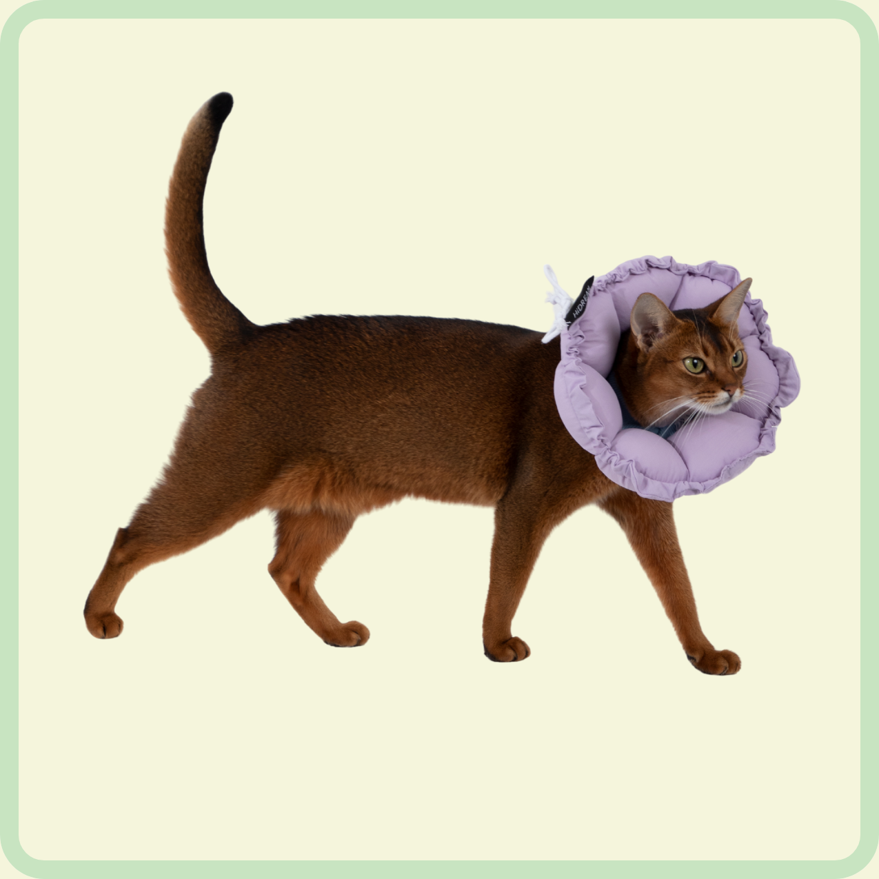 flower pet recovery collar 