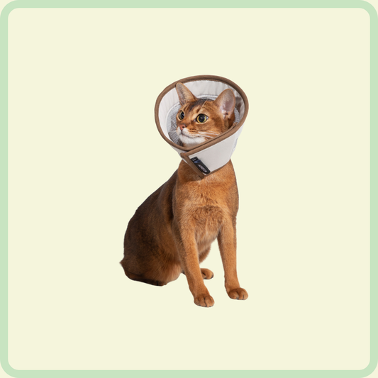 Herstelhalsband voor huisdieren 