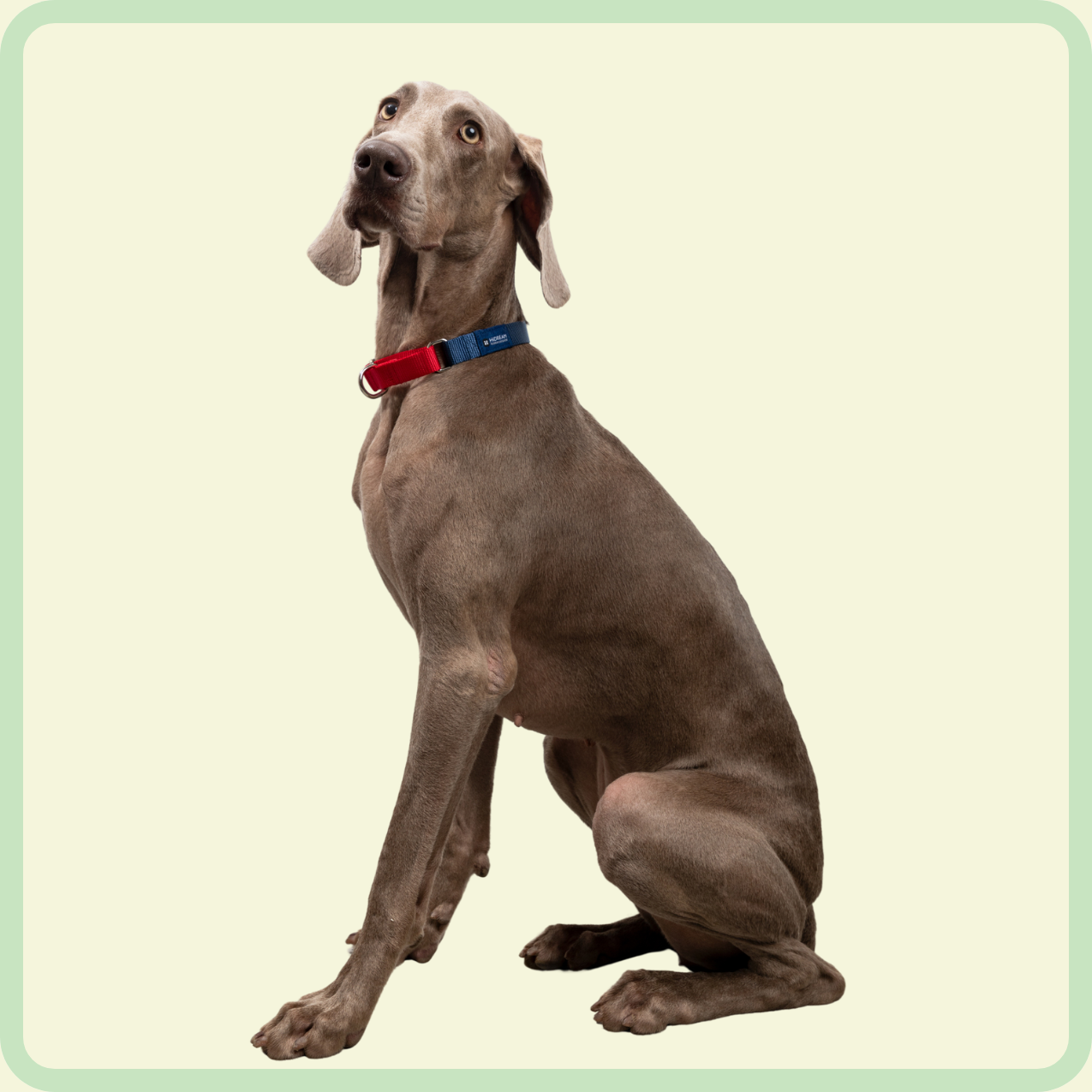 dog functional rainbow series collar