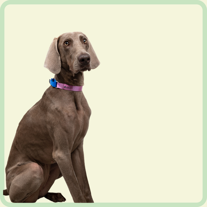 Dog Functional Rainbow Series Collar