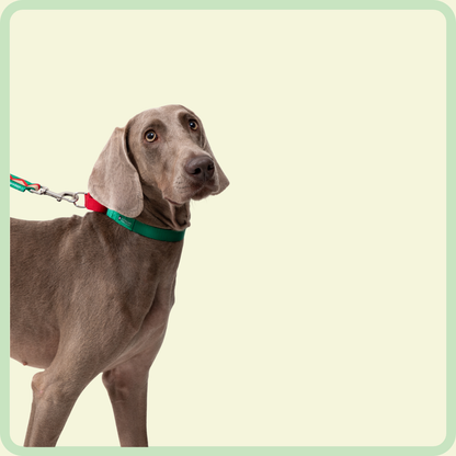 Dog Functional Rainbow Series Collar