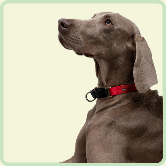 Functionele Regenboog Serie Halsband voor Honden 