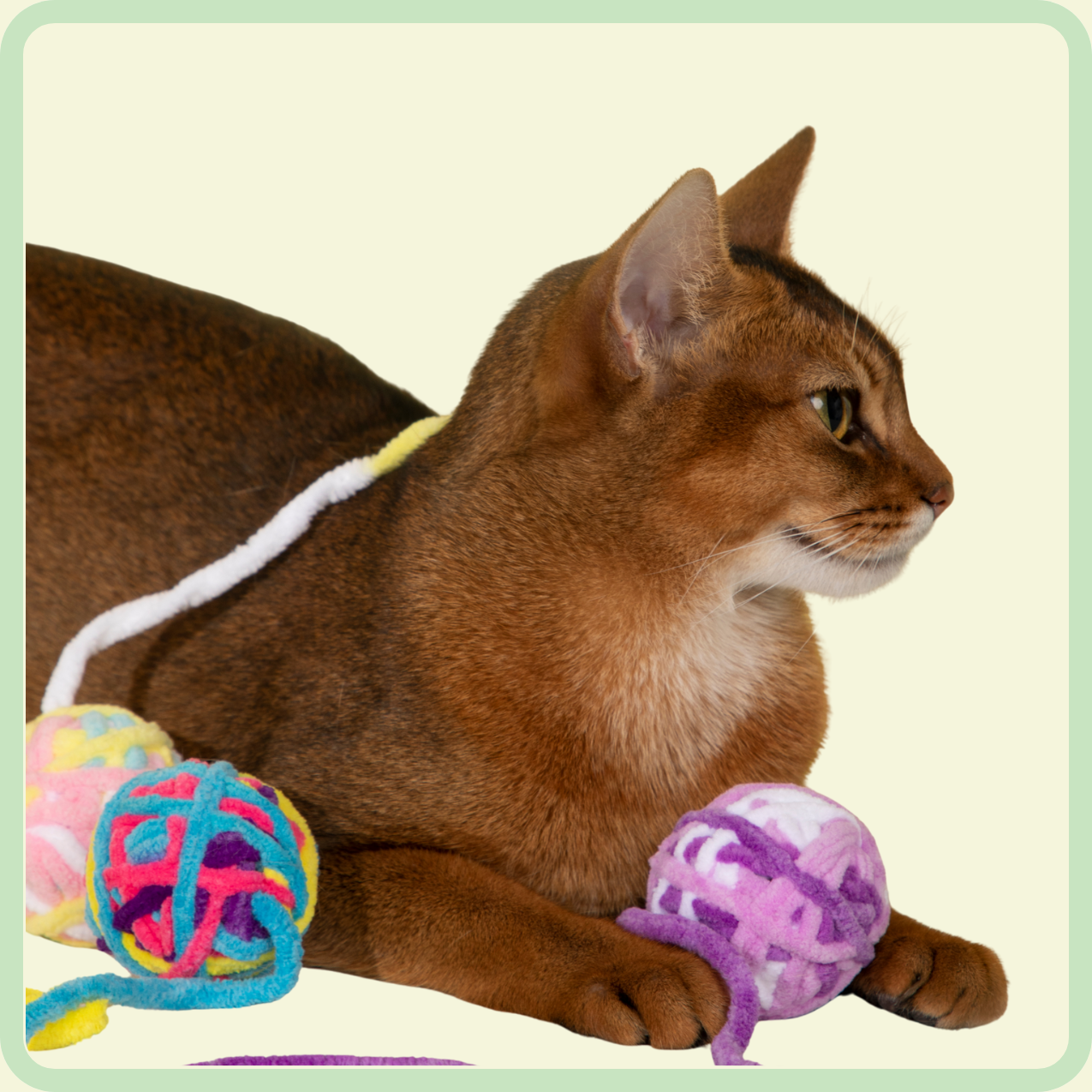 katten pluchen bal speelgoed 
