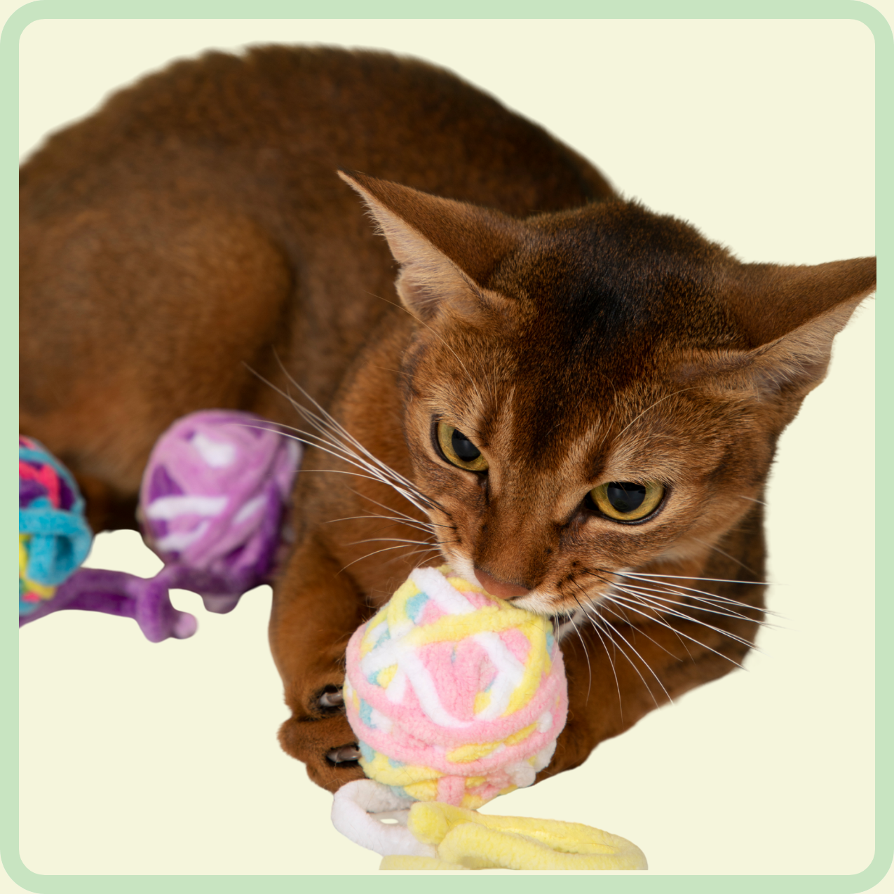 katten pluchen bal speelgoed 