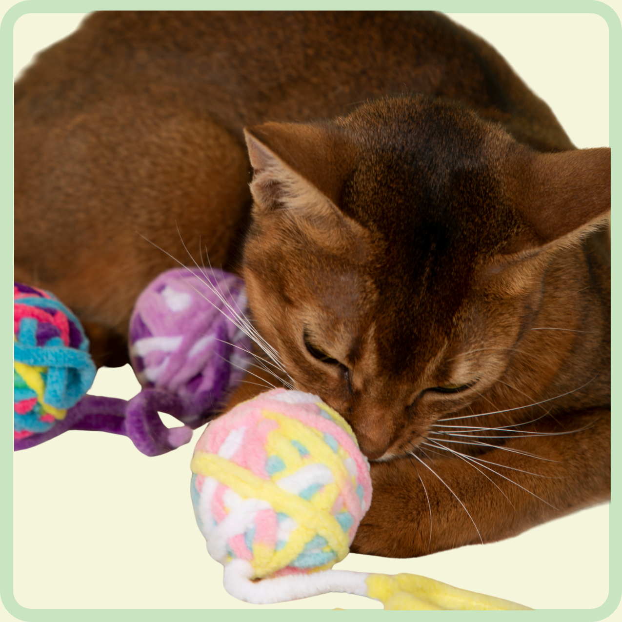 katten pluchen bal speelgoed 