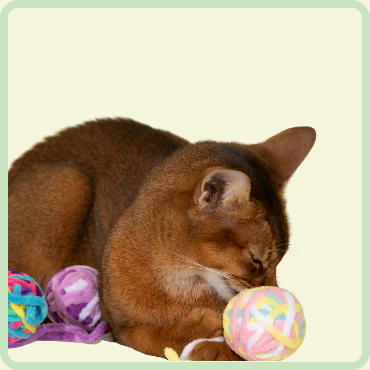 katten pluchen bal speelgoed 