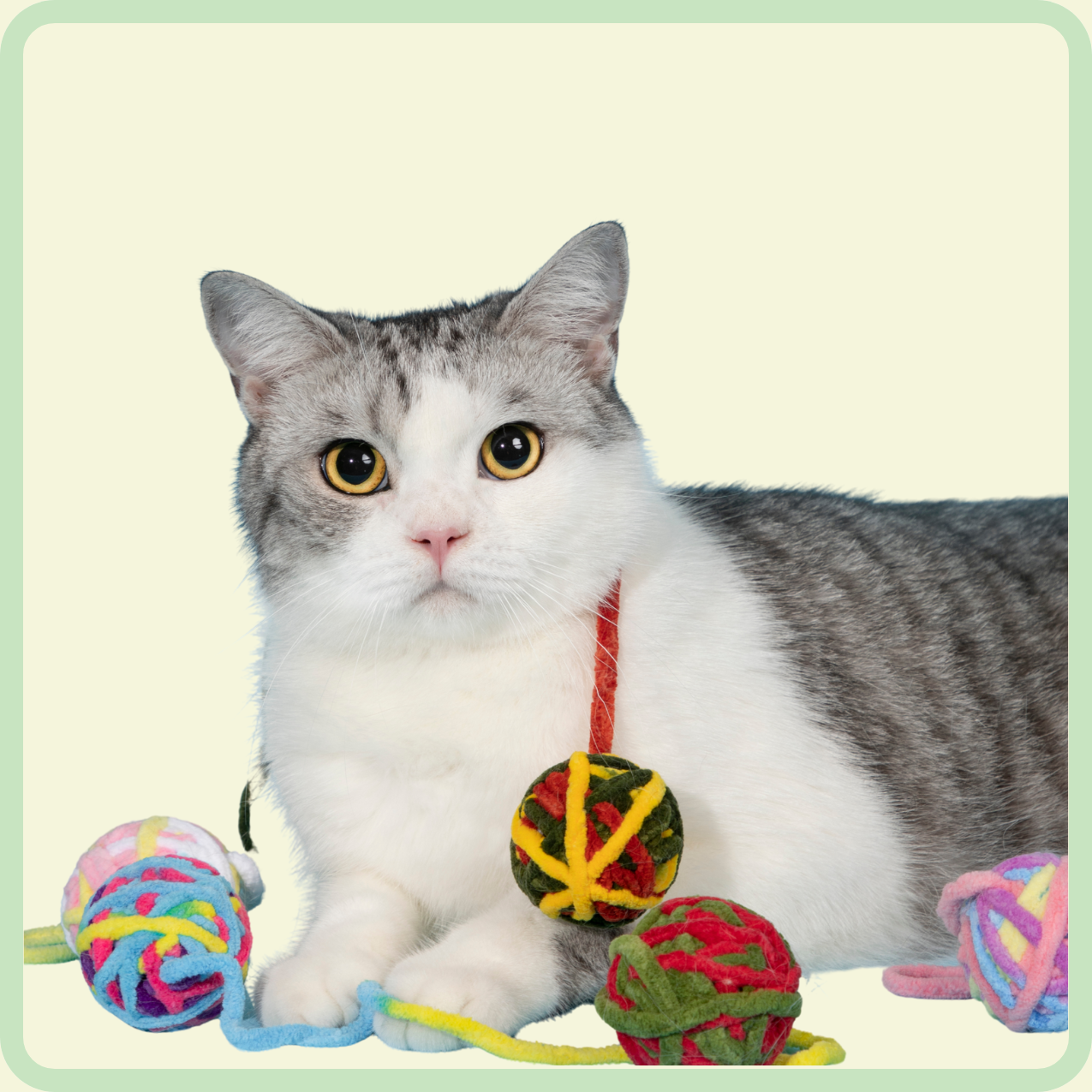 katten pluchen bal speelgoed 