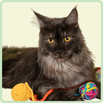 Katten pluchen bal speelgoed 