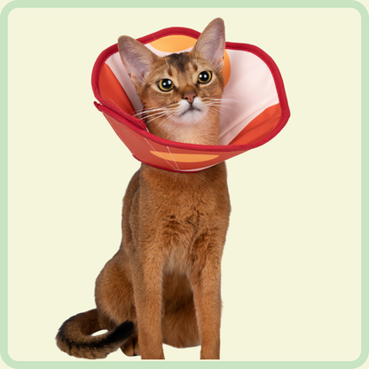 Verstelbare herstelhalsband voor huisdieren 