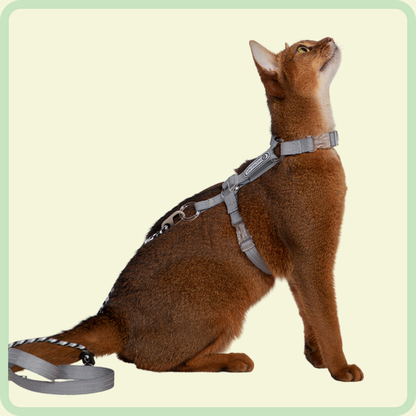 Kattentuigje en riem 