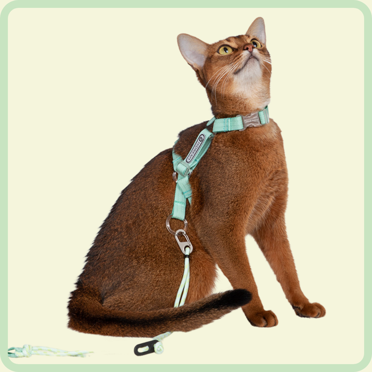 kattentuigje en riem 
