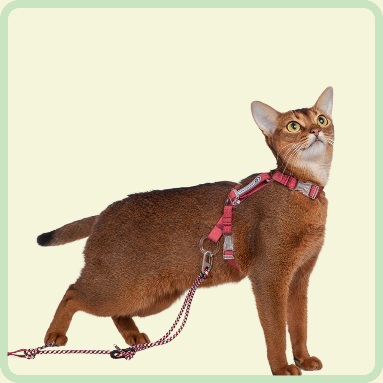 kattentuigje en riem 