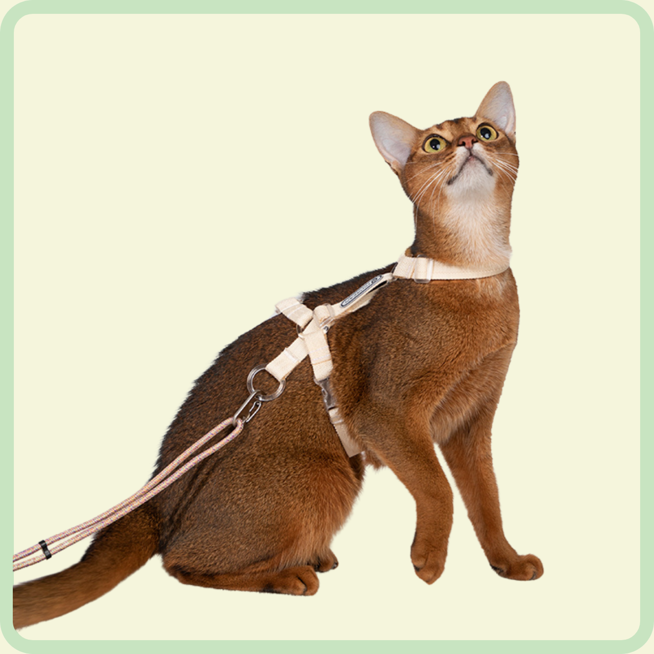kattentuigje en riem 