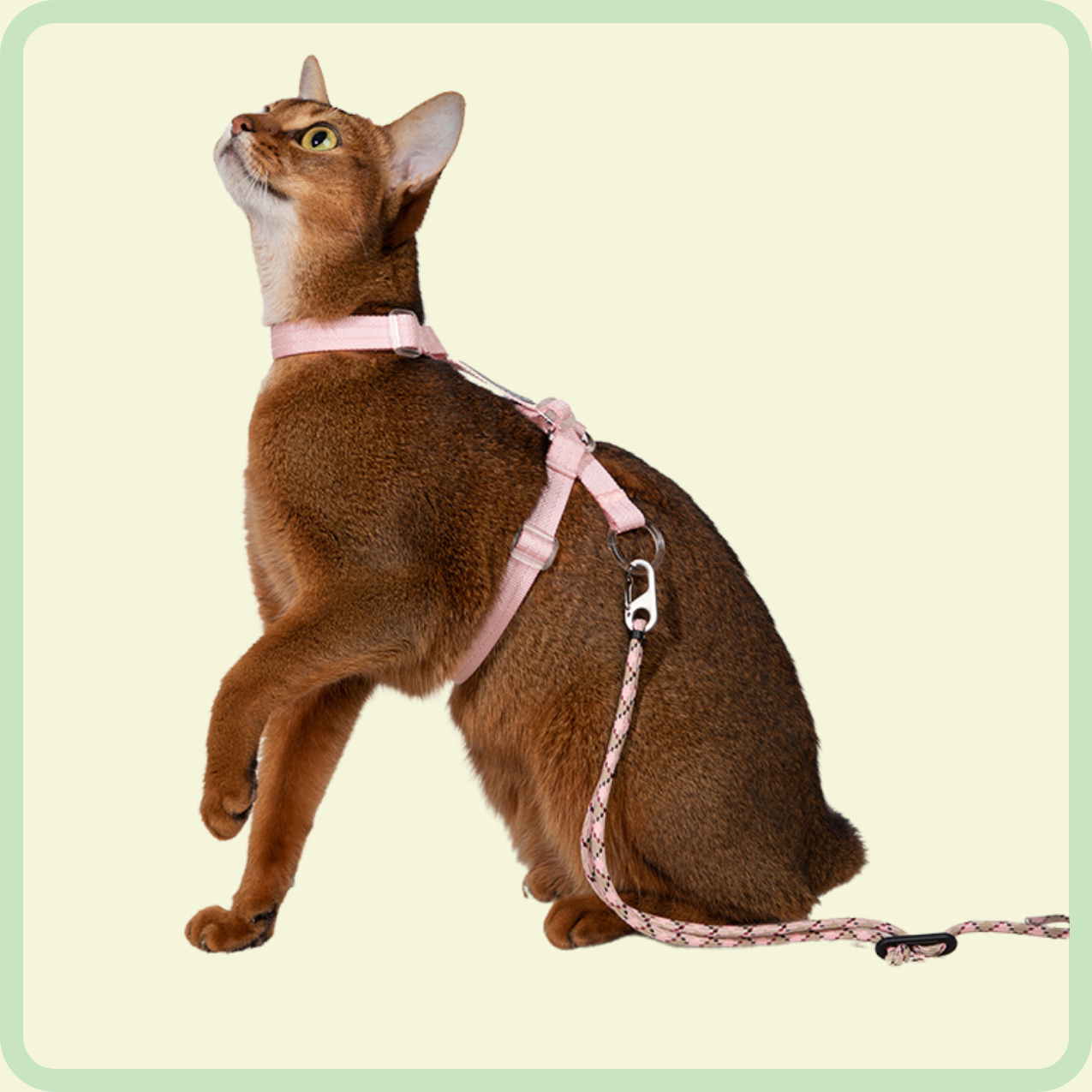 kattentuigje en riem 