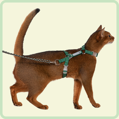 Kattentuigje en riem 