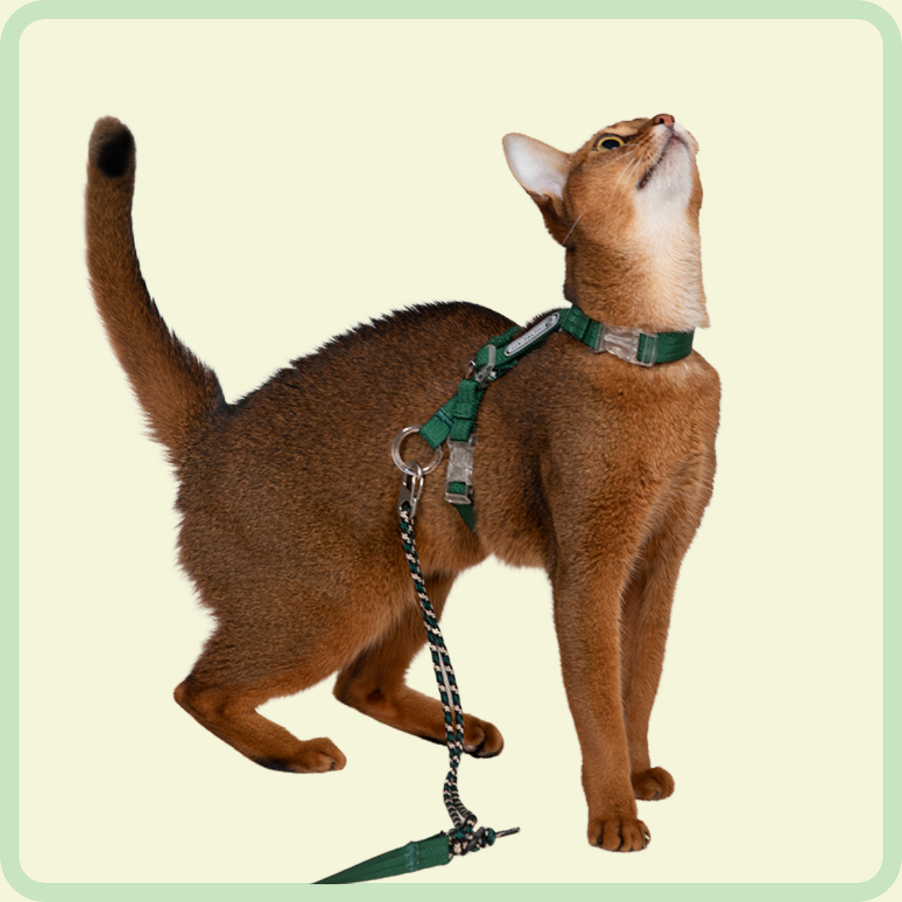 kattentuigje en riem 