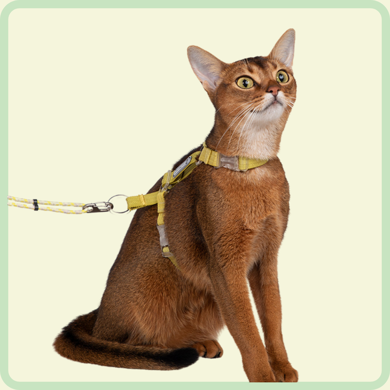 kattentuigje en riem 