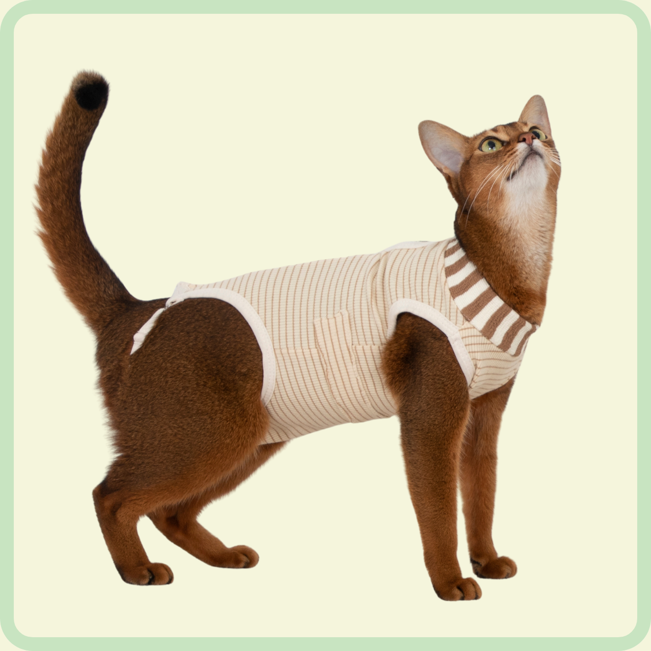 adjustable cat recovery suit