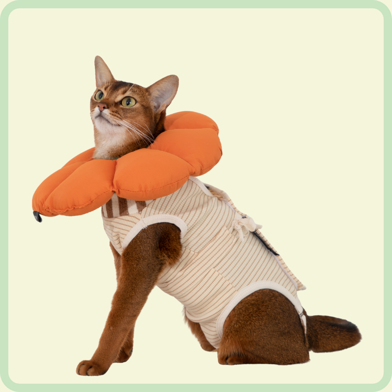 adjustable cat recovery suit