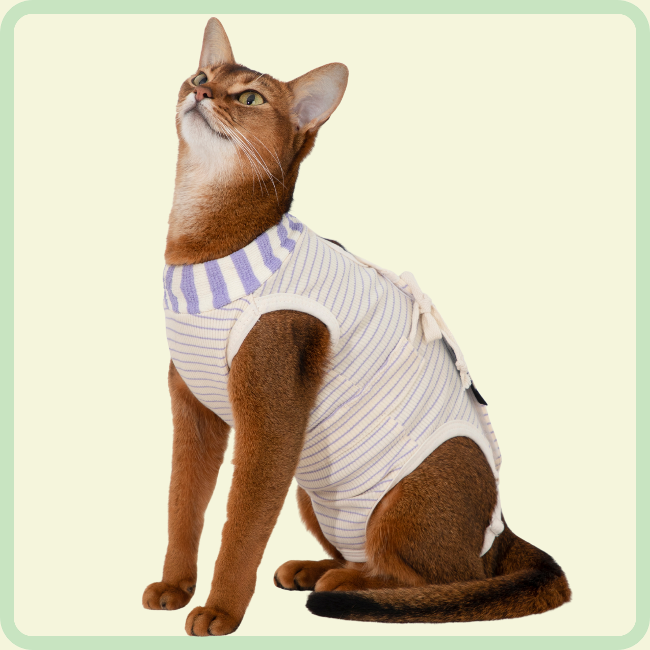 adjustable cat recovery suit
