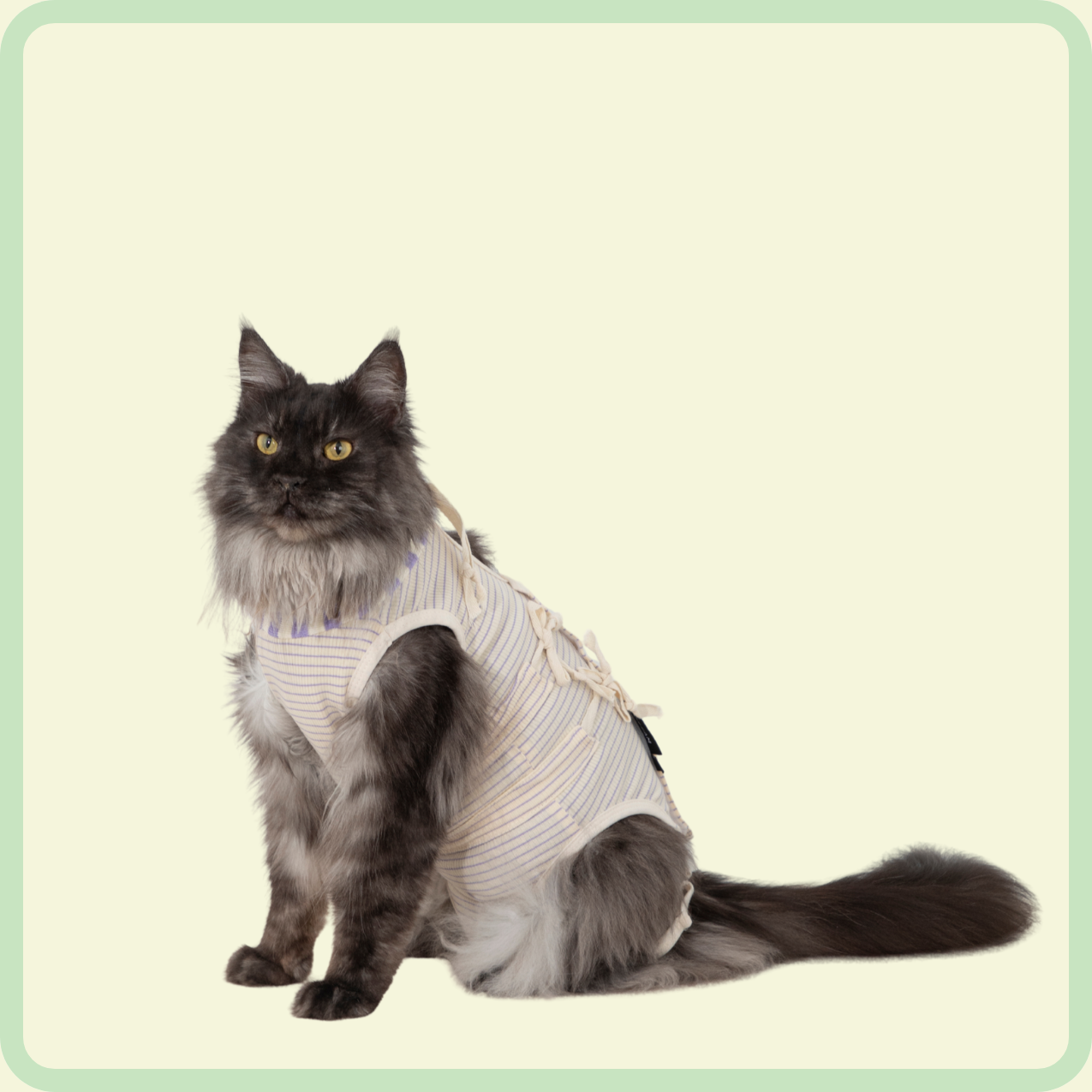 adjustable cat recovery suit
