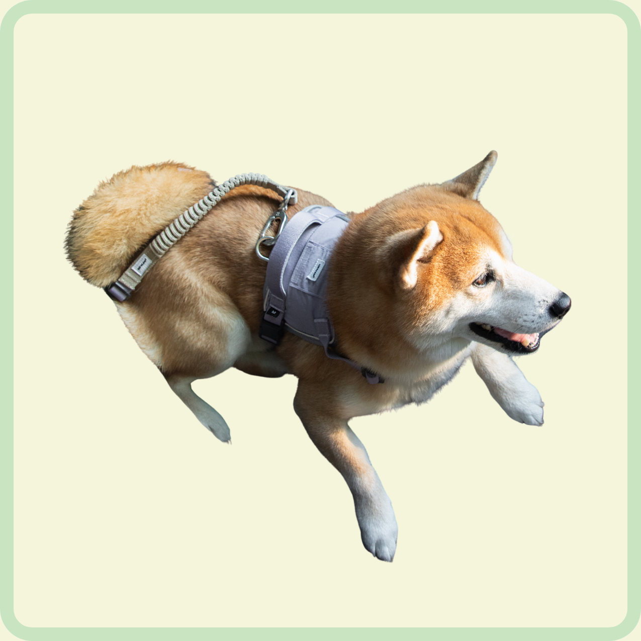 safety guard belt and pet escort