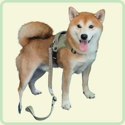 Safety Guard Belt and Pet Escort