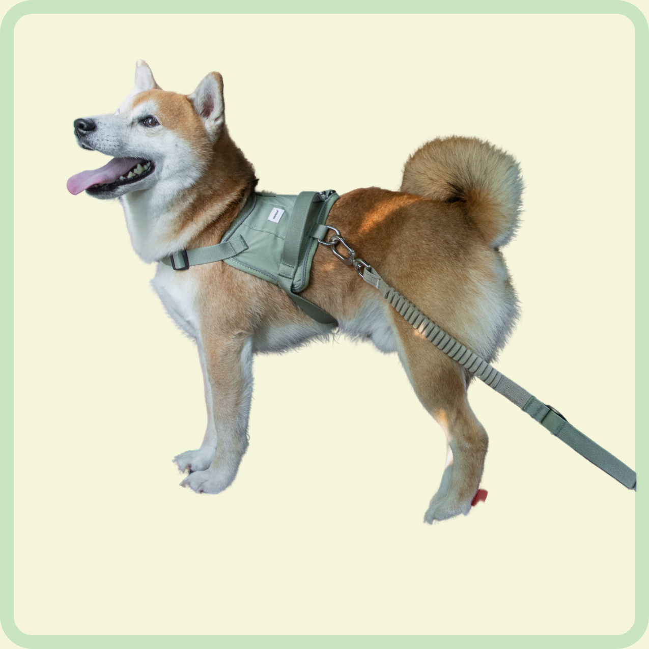 safety guard belt and pet escort