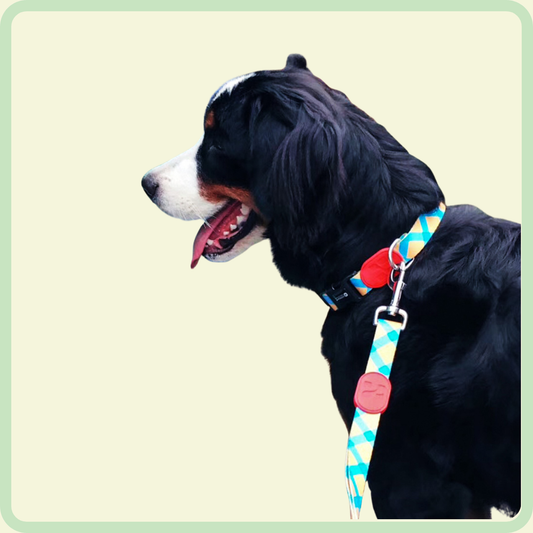 Kleurrijke hondenriem 