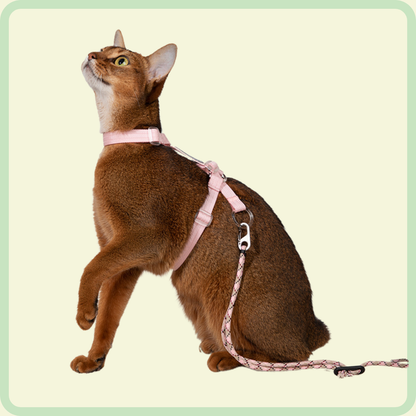 Kattentuigje en riem 