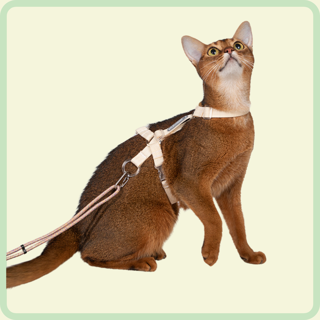 kattentuigje en riem 