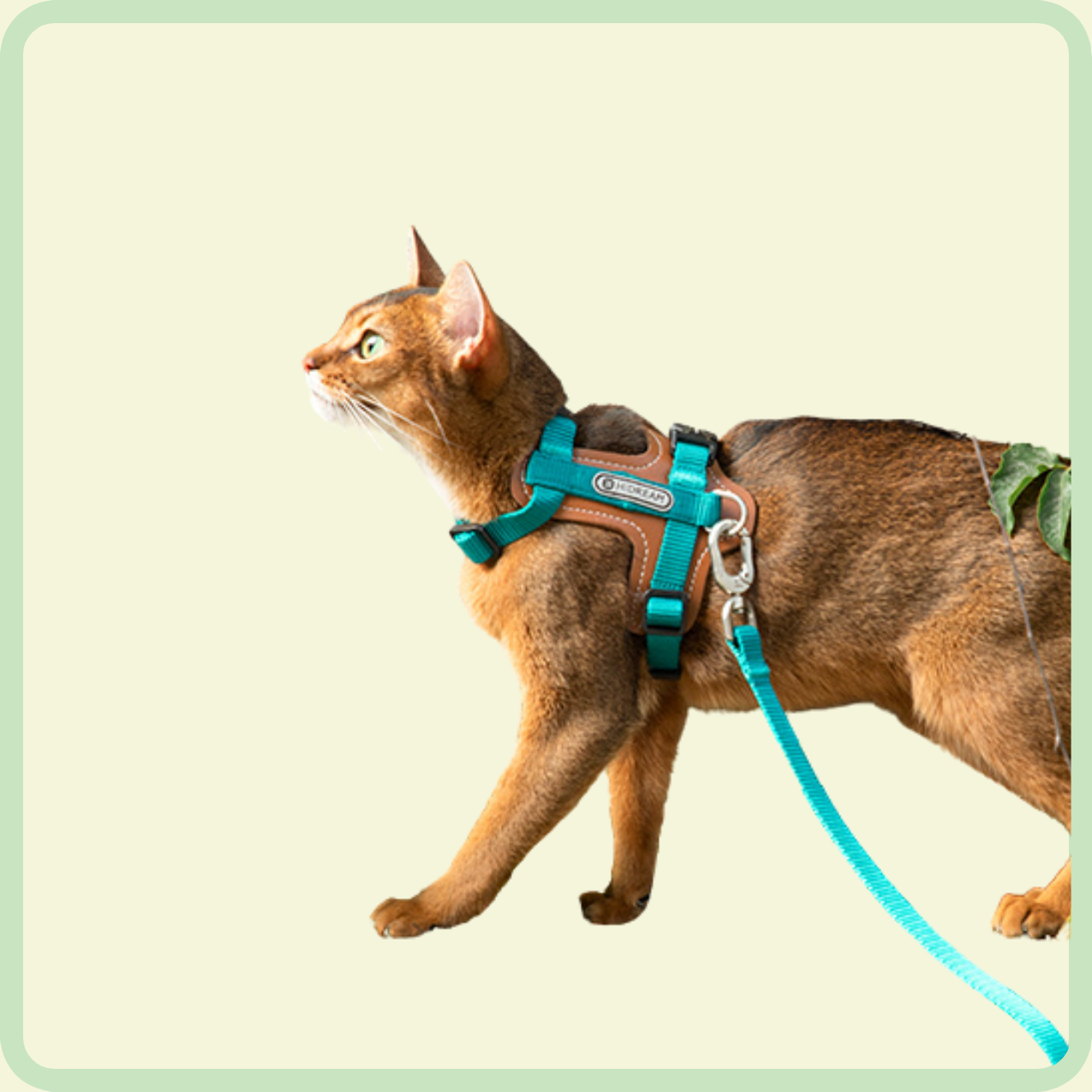 purrsoft leren riem 