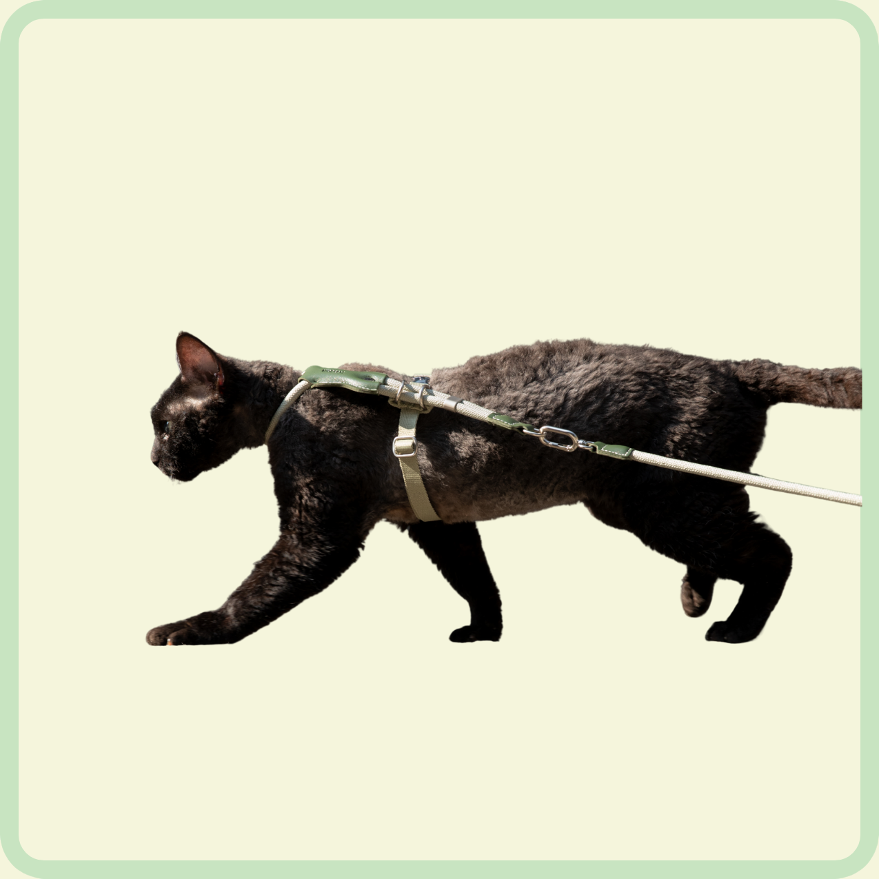 cozyfit kattenharnasset 