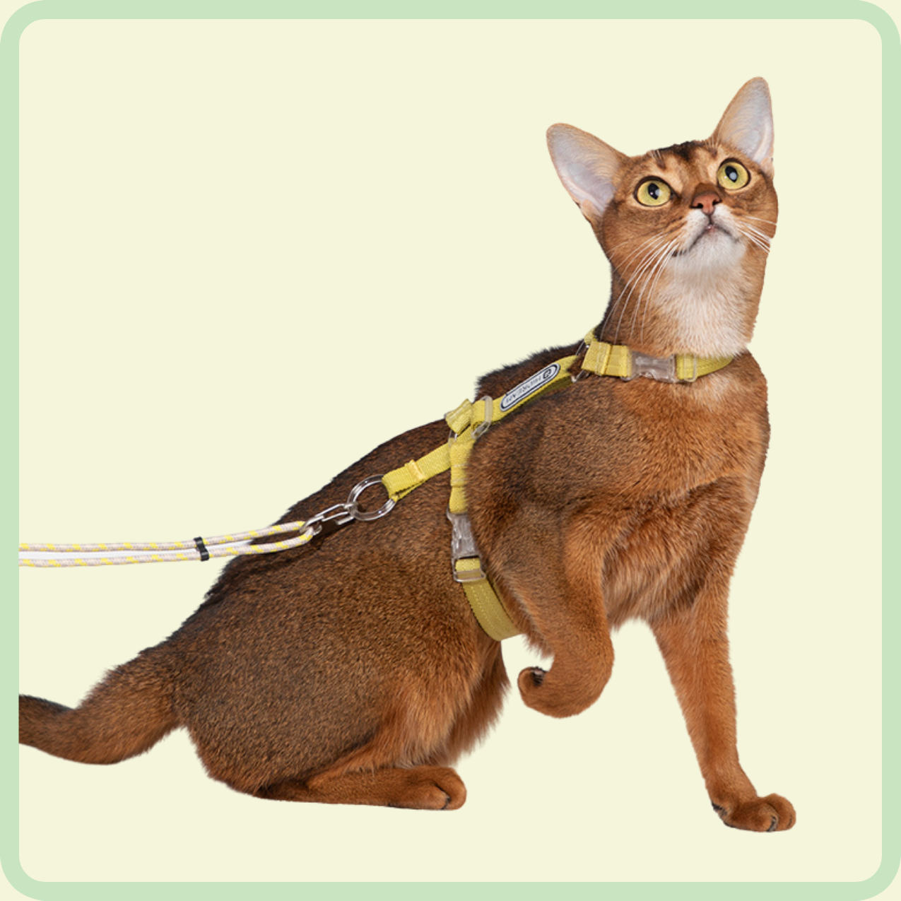 cozyfit kattenharnasset 