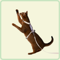 Gentle-Grip kattenriem 