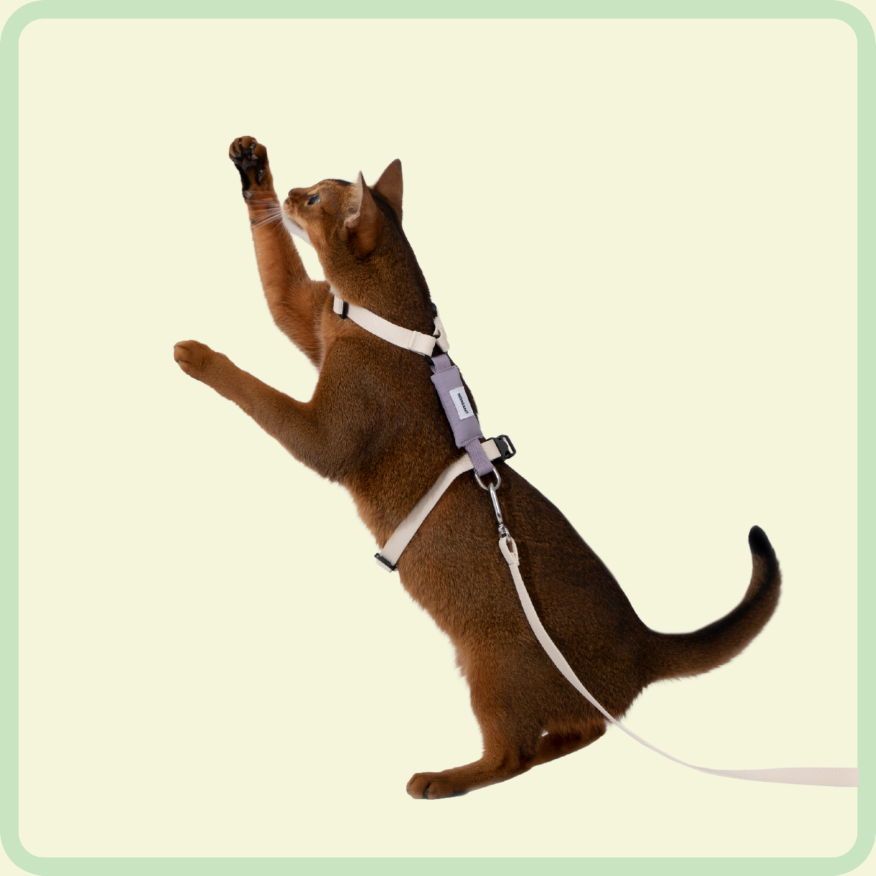 gentle-grip kattenriem 