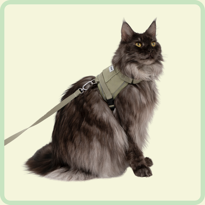 Comfortabel kattenharnas 