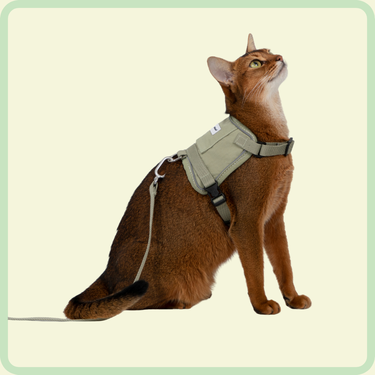 comfortabel kattenharnas 