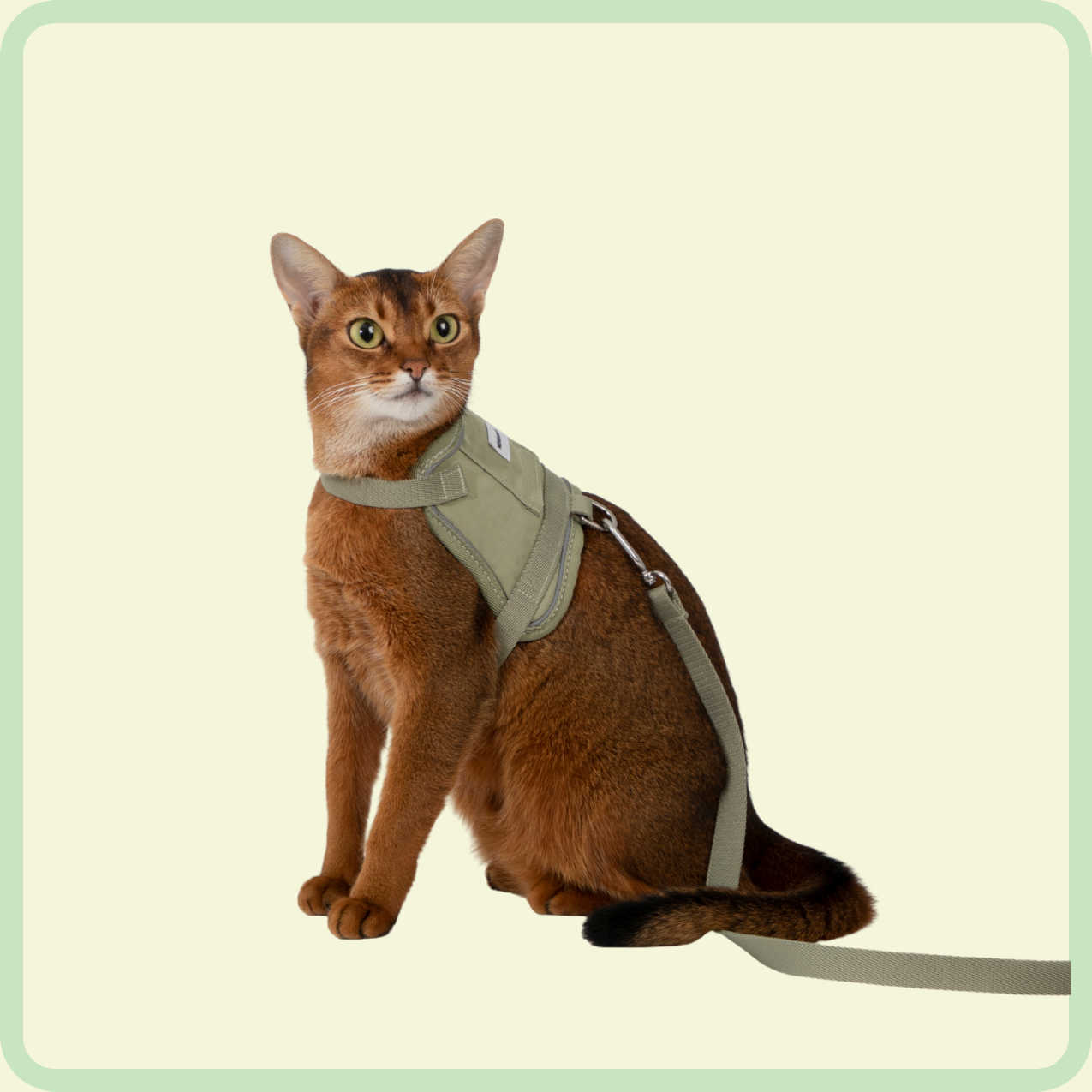 comfortabel kattenharnas 