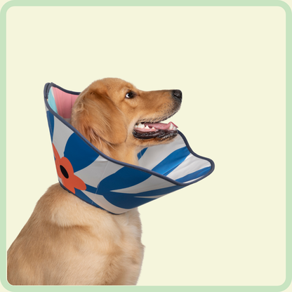 Verstelbare herstelhalsband voor huisdieren 