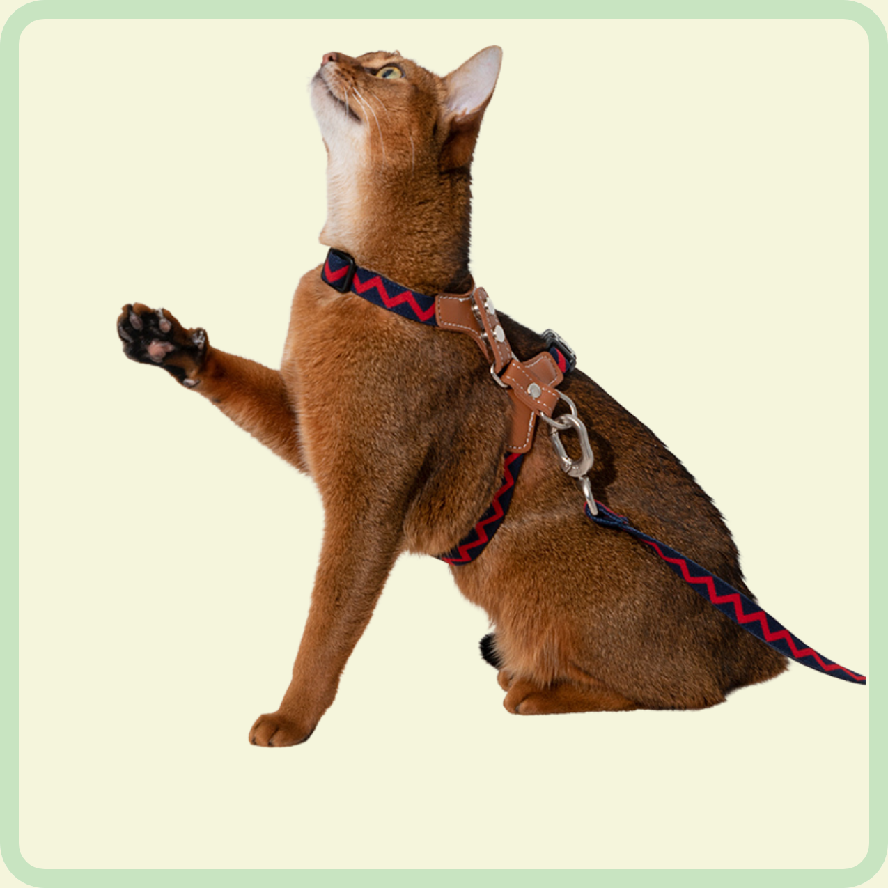 duurzaam kattenharnas 