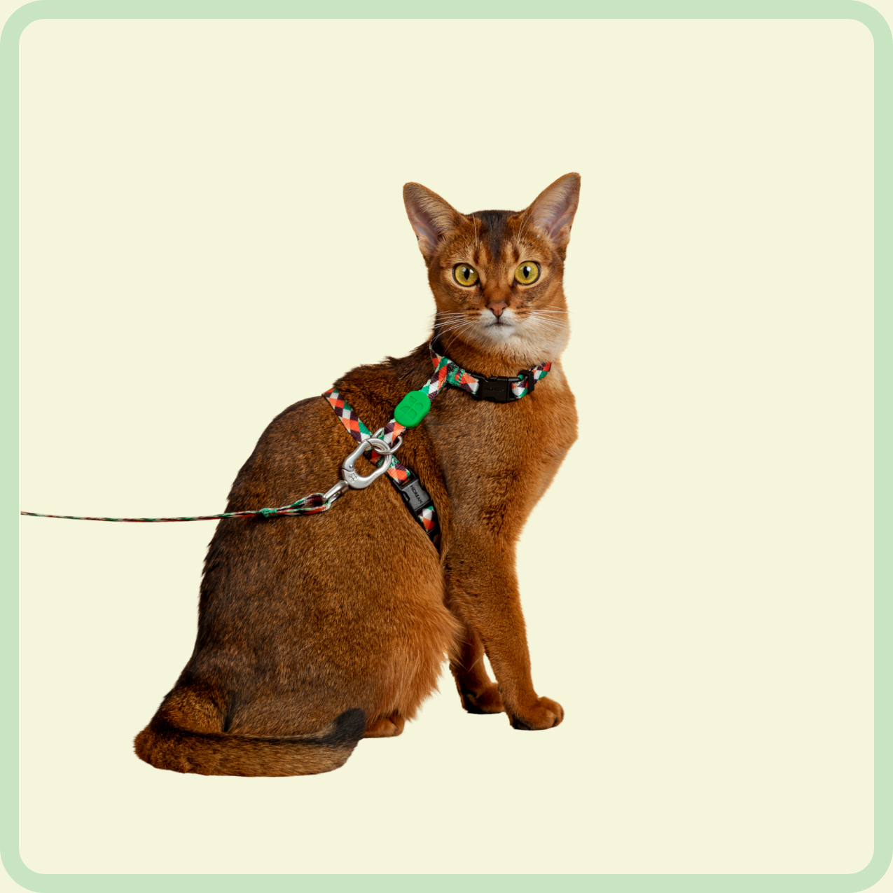 kleurrijk kattenharnas 